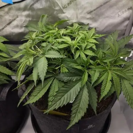CBD is GREAT! Gush Mints 1:1 - PCG