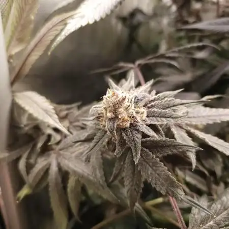 Miracle Candy of PCG - First photoperiodic grow
