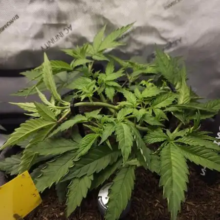 CBD is GREAT! Gush Mints 1:1 - PCG
