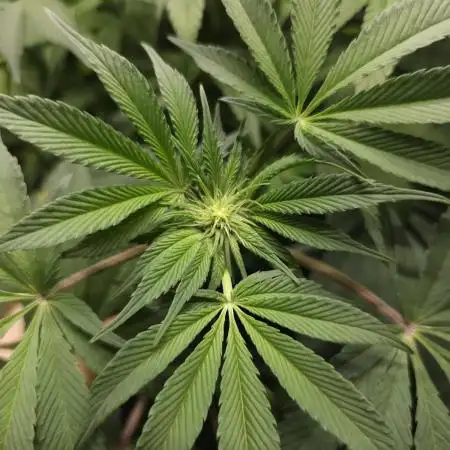 Miracle Candy of PCG - First photoperiodic grow