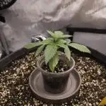 It's going tropical! Papayton - Fastbuds