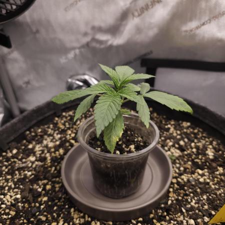 It's going tropical! Papayton - Fastbuds