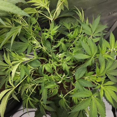 CBD is GREAT! Gush Mints 1:1 - PCG