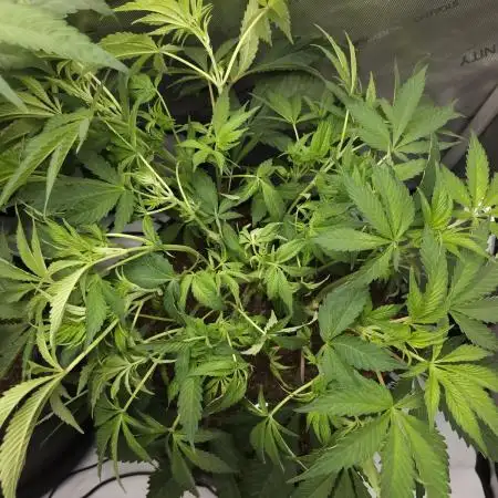 CBD is GREAT! Gush Mints 1:1 - PCG