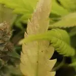 PCG Orange 76 - First photoperiodic grow
