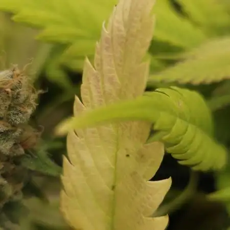 PCG Orange 76 - First photoperiodic grow