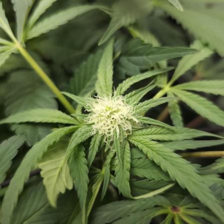 CBD is GREAT! Gush Mints 1:1 - PCG