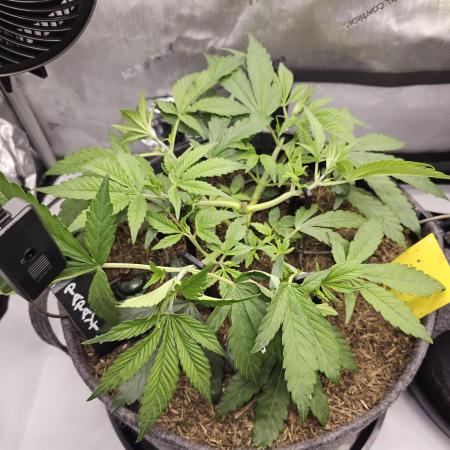 It's going tropical! Papayton - Fastbuds