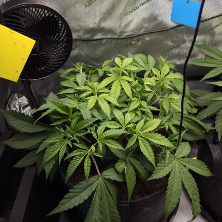 It's going tropical! Papayton - Fastbuds