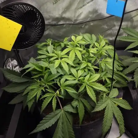 It's going tropical! Papayton - Fastbuds