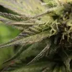 It's going tropical! Papayton - Fastbuds