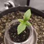 It's going tropical! Papayton - Fastbuds