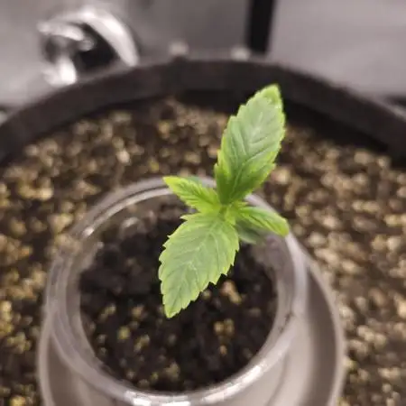 It's going tropical! Papayton - Fastbuds