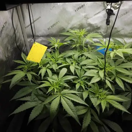 It's going tropical! Papayton - Fastbuds