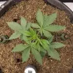 CBD is GREAT! Gush Mints 1:1 - PCG