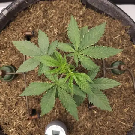 CBD is GREAT! Gush Mints 1:1 - PCG