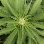 It's going tropical! Papayton - Fastbuds