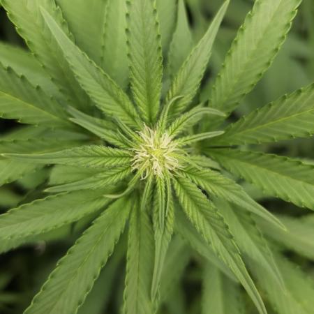 It's going tropical! Papayton - Fastbuds