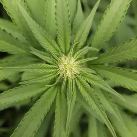 It's going tropical! Papayton - Fastbuds