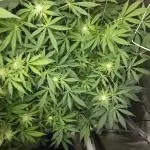 CBD is GREAT! Gush Mints 1:1 - PCG