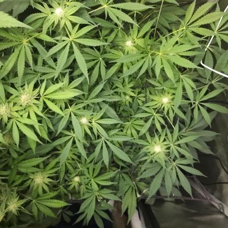 CBD is GREAT! Gush Mints 1:1 - PCG