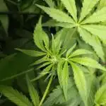 CBD is GREAT! Gush Mints 1:1 - PCG