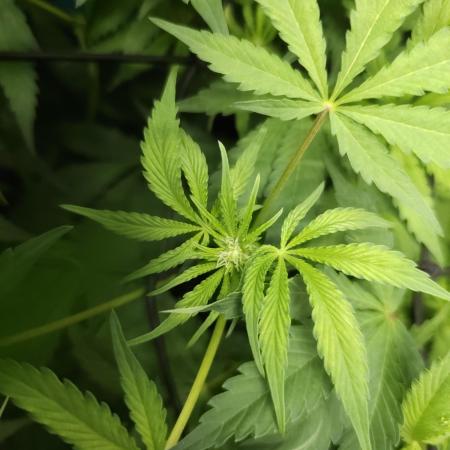 CBD is GREAT! Gush Mints 1:1 - PCG