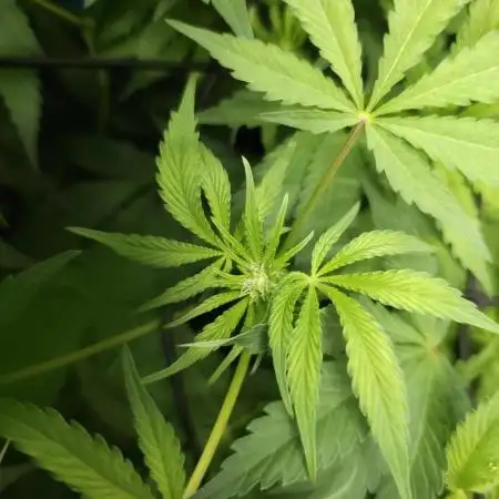 CBD is GREAT! Gush Mints 1:1 - PCG