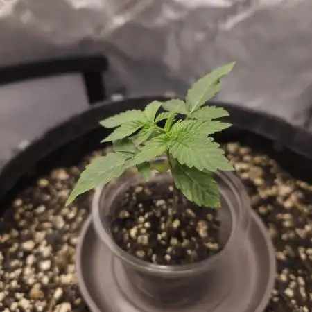CBD is GREAT! Gush Mints 1:1 - PCG