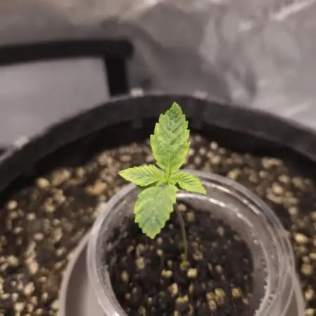 CBD is GREAT! Gush Mints 1:1 - PCG