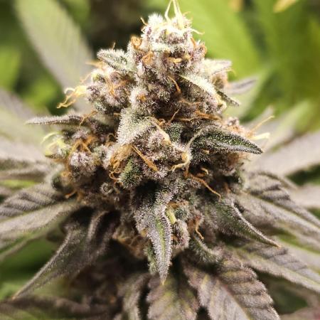 It's going tropical! Papayton - Fastbuds