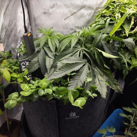 Miracle Candy of PCG - First photoperiodic grow