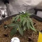 It's going tropical! Papayton - Fastbuds
