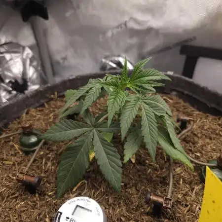 It's going tropical! Papayton - Fastbuds