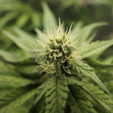 It's going tropical! Papayton - Fastbuds