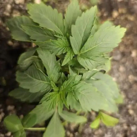 Miracle Candy of PCG - First photoperiodic grow