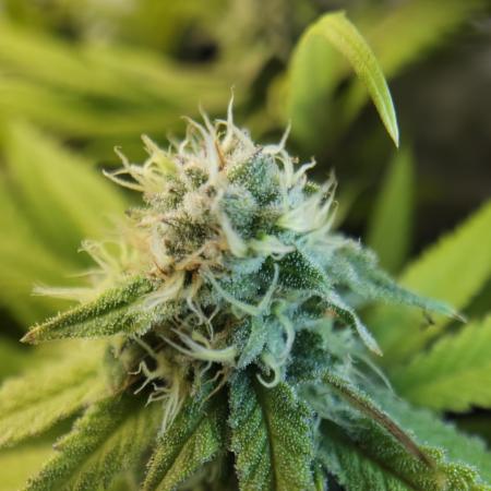 PCG Orange 76 - First photoperiodic grow