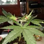 Sweet zz LST