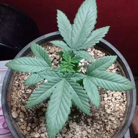 BS Berries