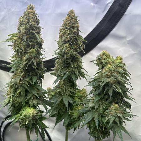 1st grow OfficeTent RQS CBD + Queen #1