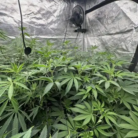 Double Cherry Pie R1- Fall Photos
