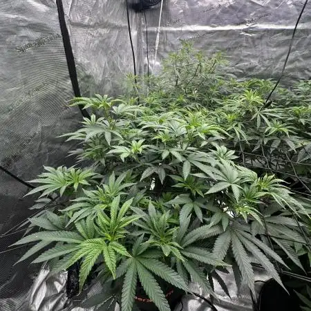 SinMint Cookies- Fall Photos