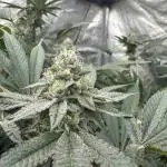 Double Cherry Pie R1- Fall Photos