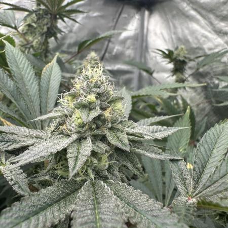 Double Cherry Pie R1- Fall Photos