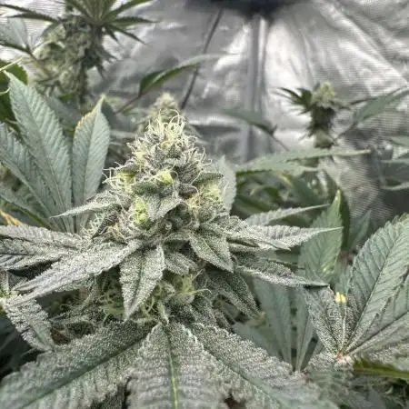 Double Cherry Pie R1- Fall Photos