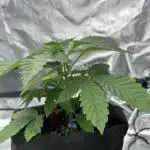 Double Cherry Pie R1- Fall Photos