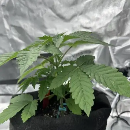 Double Cherry Pie R1- Fall Photos