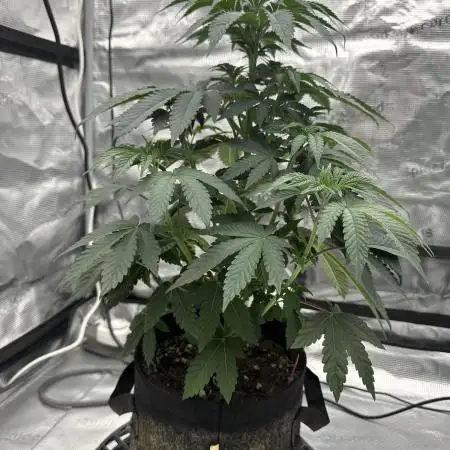 SinMint Cookies- Fall Photos