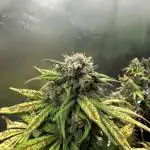 LSD-25—Summer Autos 2025