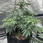 Double Cherry Pie R1- Fall Photos